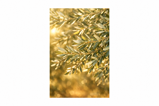Golden olive branches portrait canvas artwork displayed flat on pure white in a landscape 3:2 image - Portugal Canvas Co